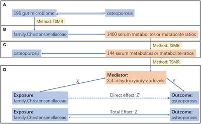 Genetically predicted elevated circulating 3,4-dihydroxybutyrate levels mediate the association between family Christensenellaceae and osteoporosis risk: a Mendelian randomization study